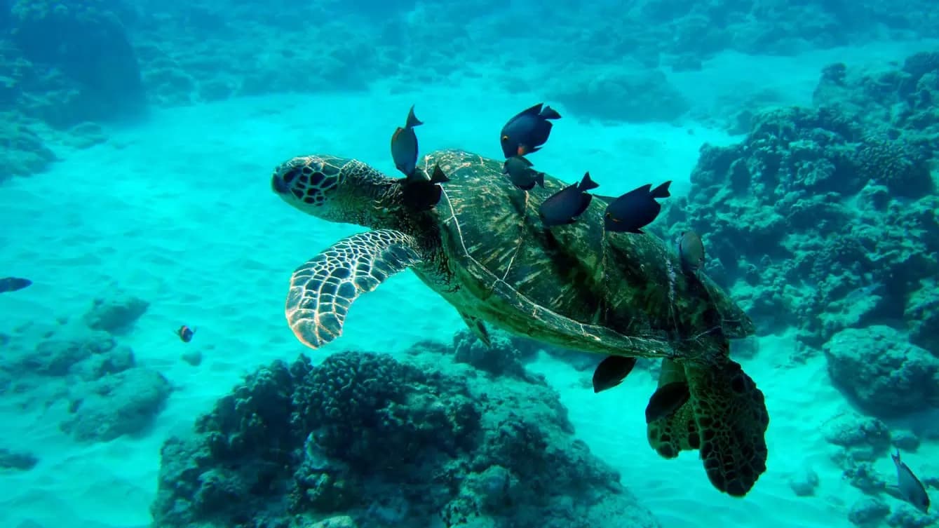 Full Day Wildlife Boat Expedition