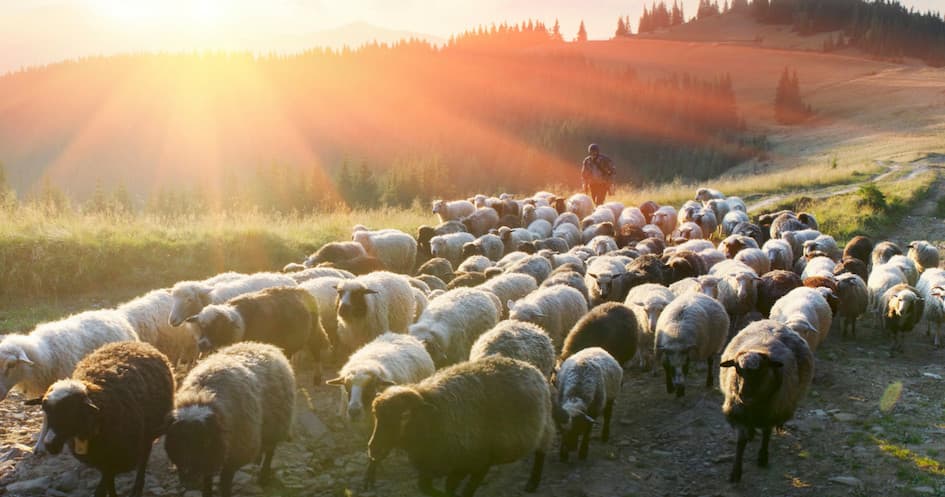 The Shepherd's Cheese Experience