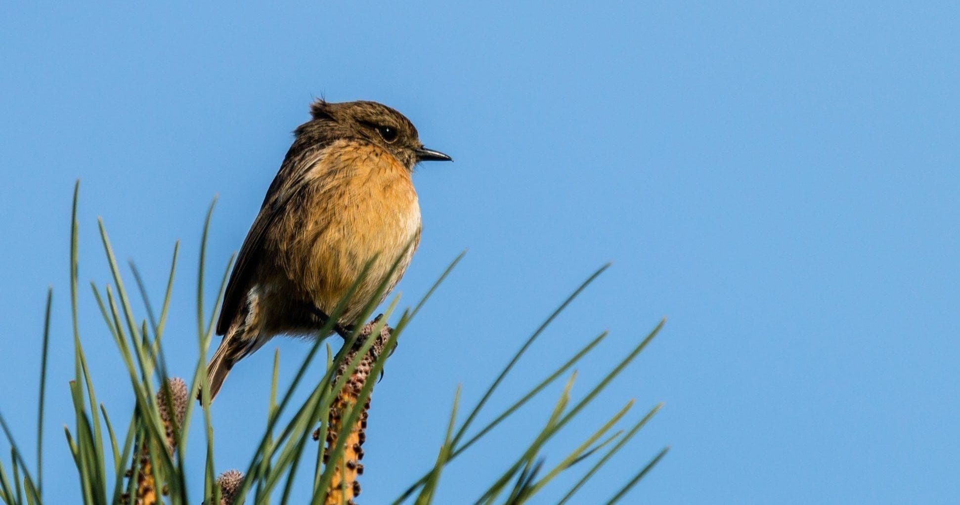 Bioblitz in Gerês