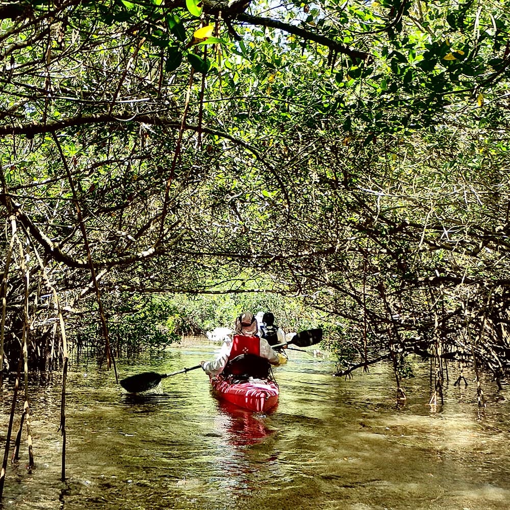 Mangrove Tunnels Kayak Tour | Lido Key, Sarasota