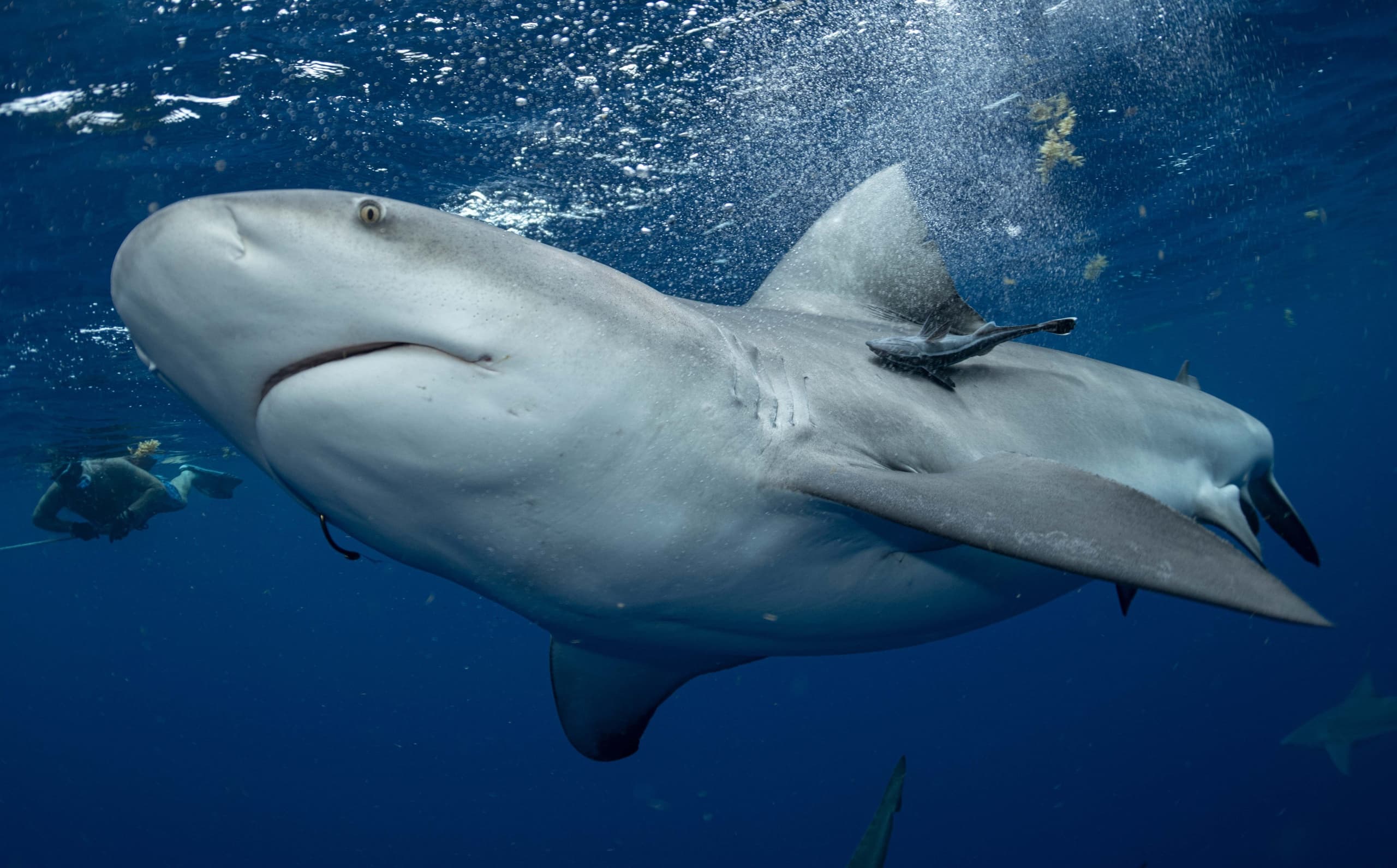 Day Shark Dive