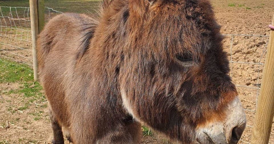 Meet Alpacas & Donkeys