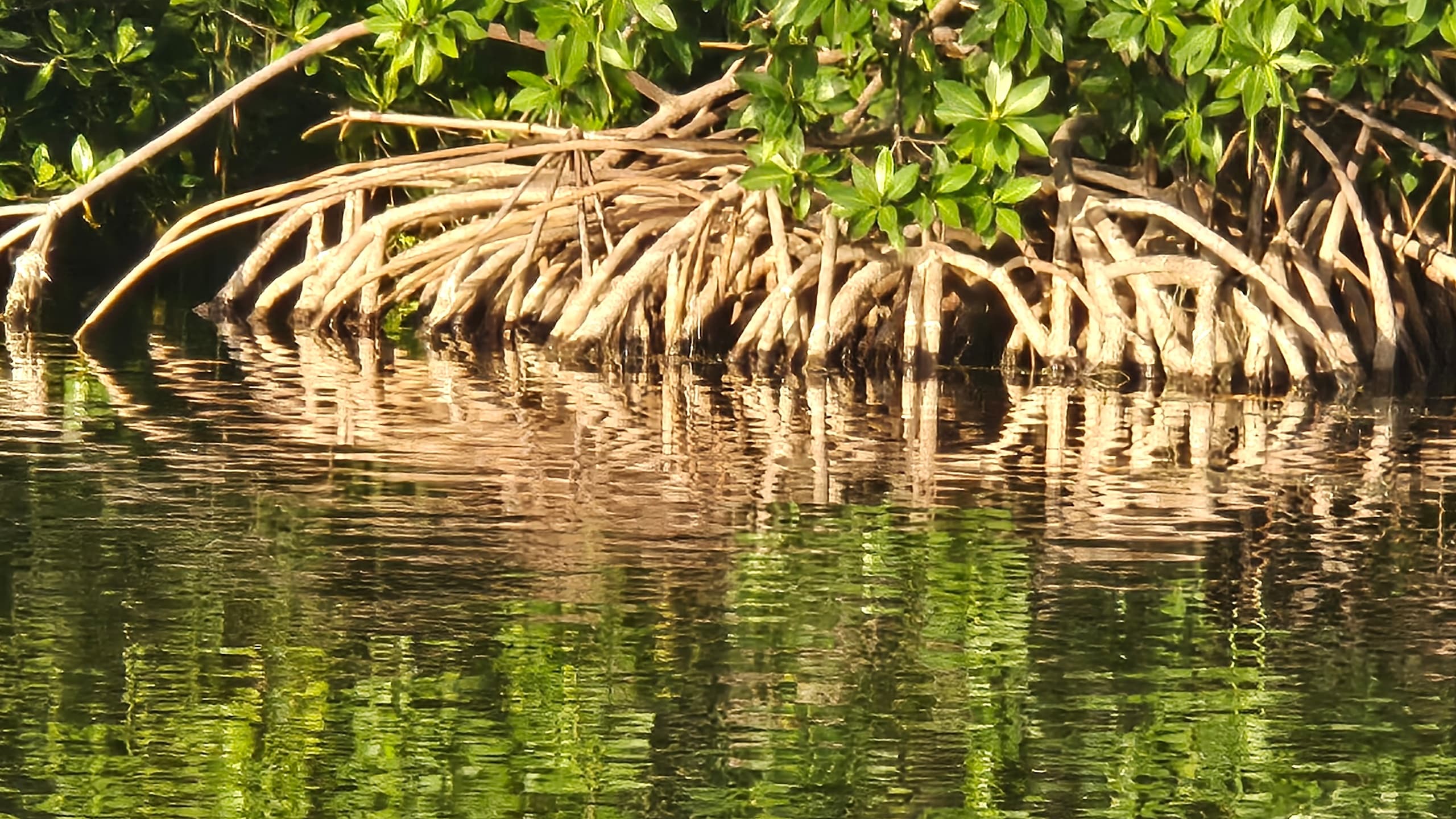 Guided Mangrove Kayak or SUP Eco Tours