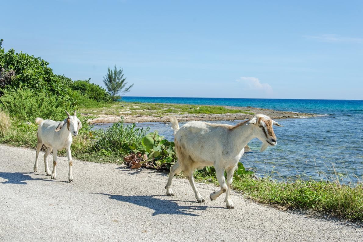 Havana to Guamá/Bay of Pigs - Round Trip