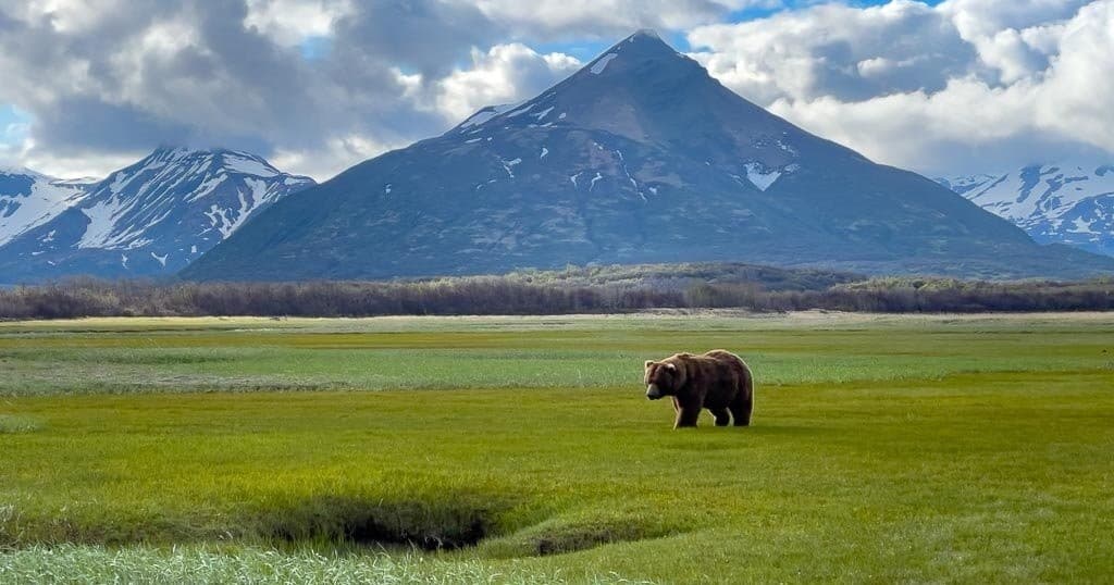 Katmai Guided Bear Viewing - Hallo Bay
