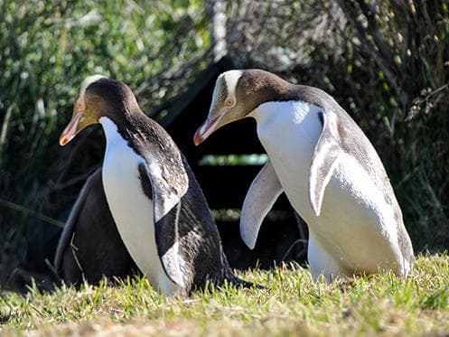 ICONIC WILDLIFE TOUR with Yellow Eyed Penguins