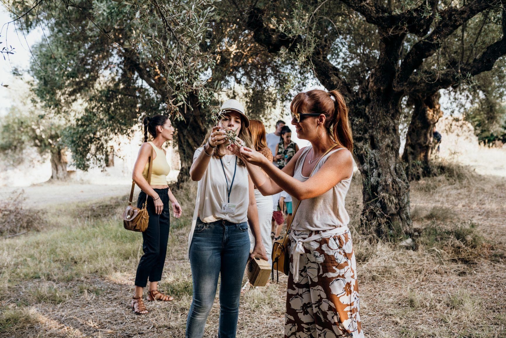 The Olive Grove Tour