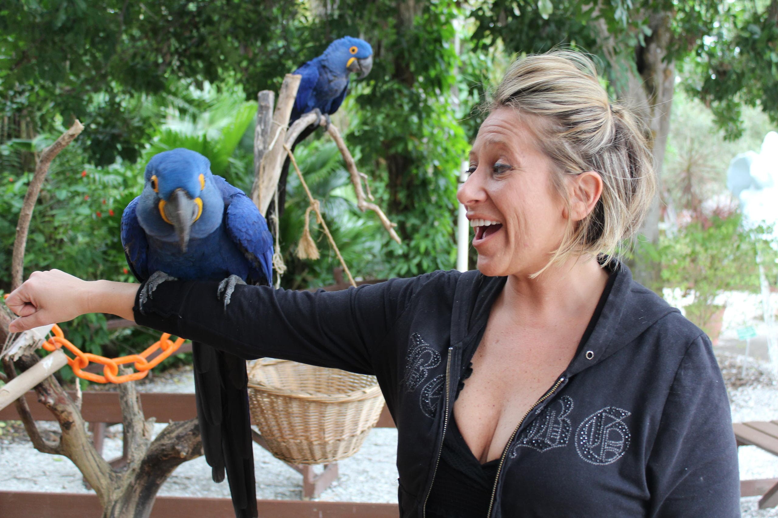 Animal Experiences
