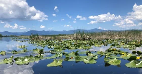 The Wetlands at Wood River Kayaking Tour