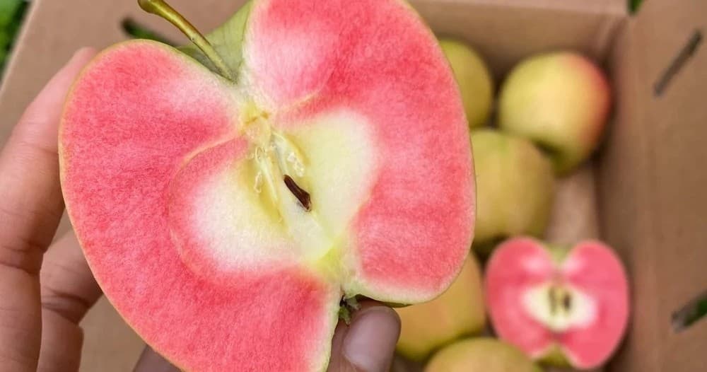 Porto Fruit Farm Experience