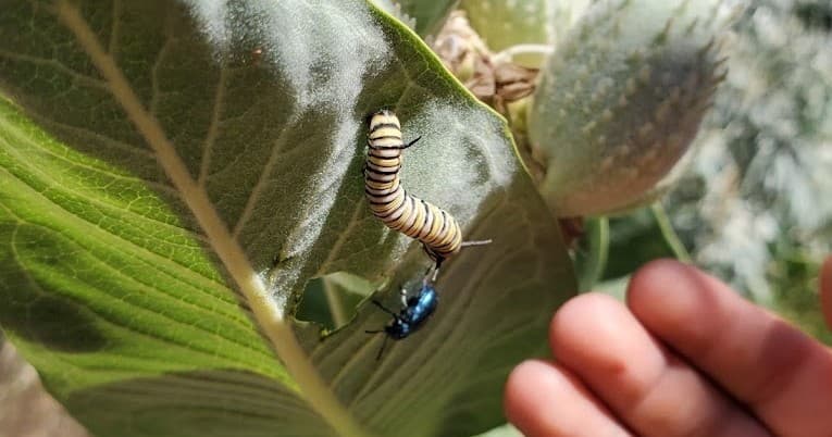 May: Pollination Stations (K-2nd)