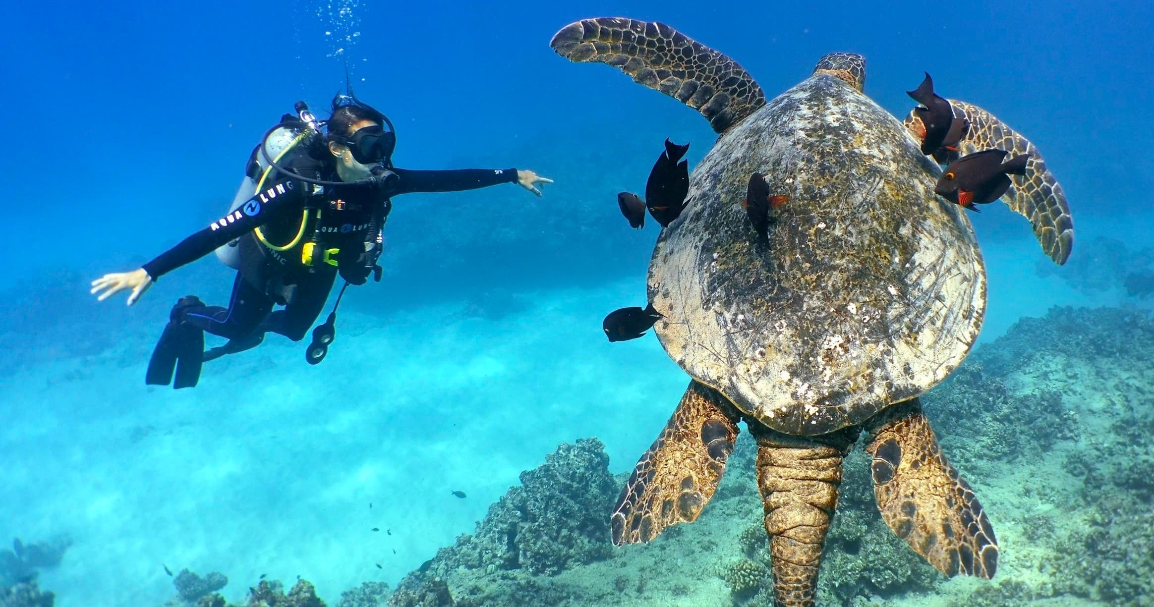 2 Tank Shallow Reef Boat Dives - Waikiki