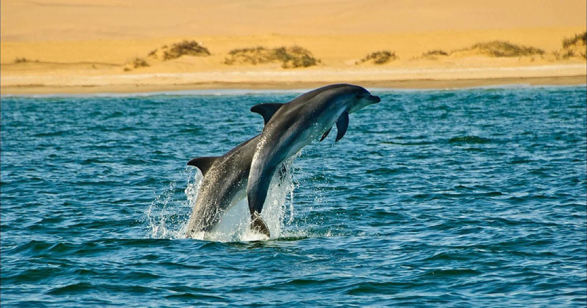 Dolphin Tour & Beach Trolling