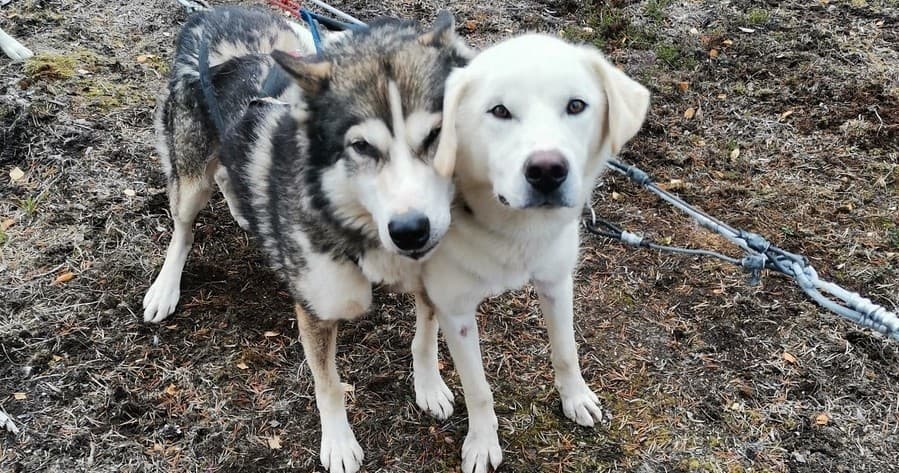 [F2] Autumn Husky Safari (1h)