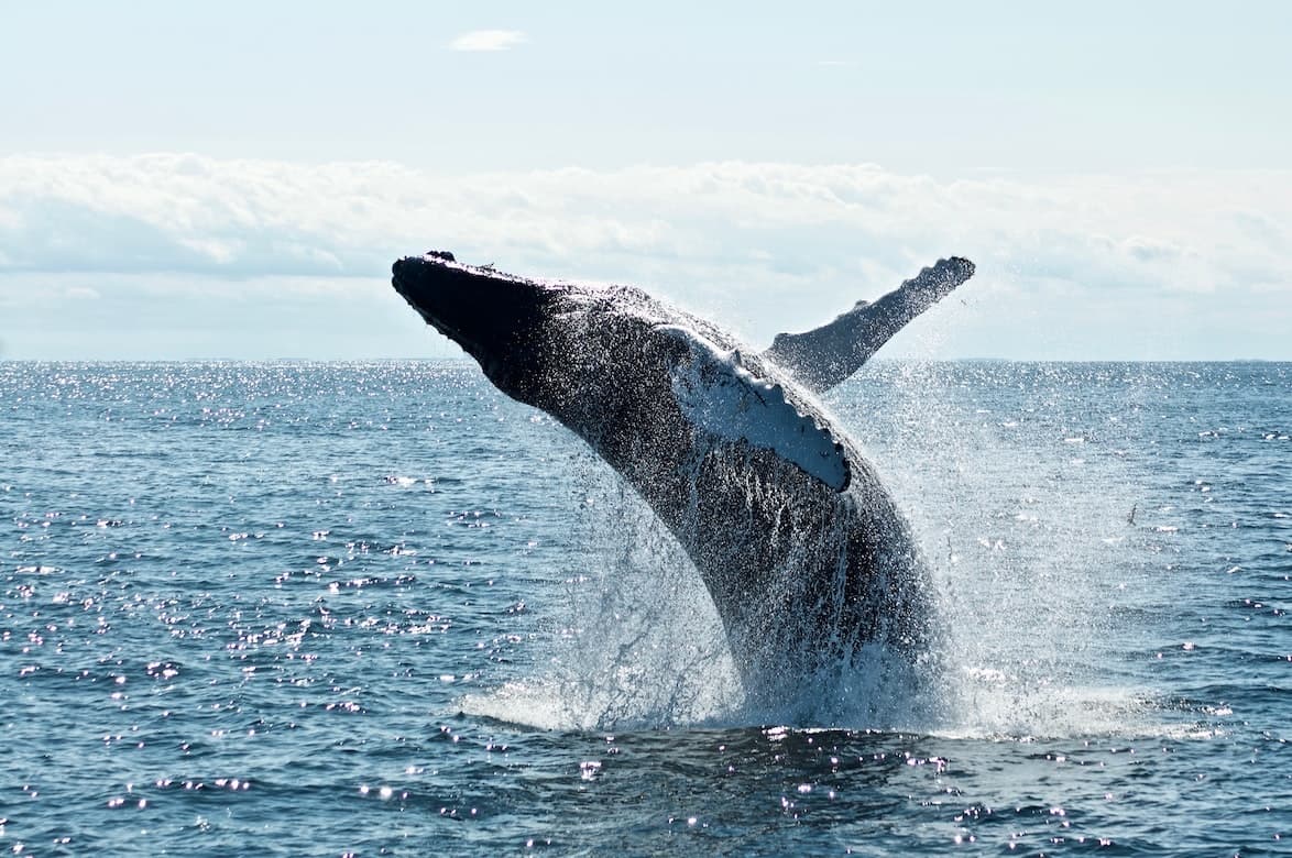 Whiskers and Whales Tour