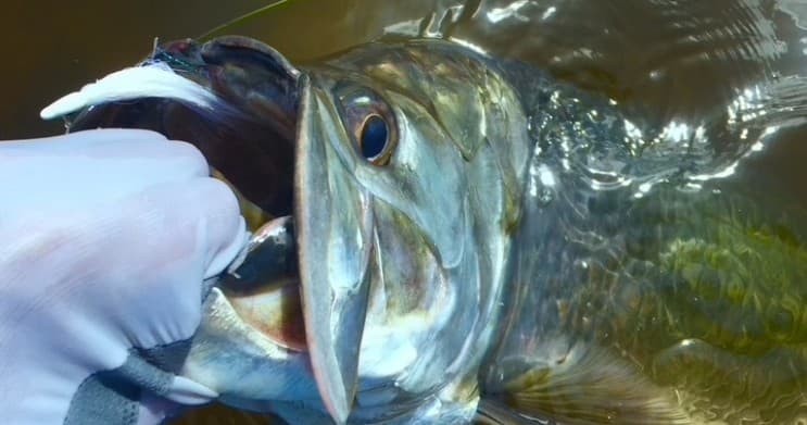 Tarpon Fishing