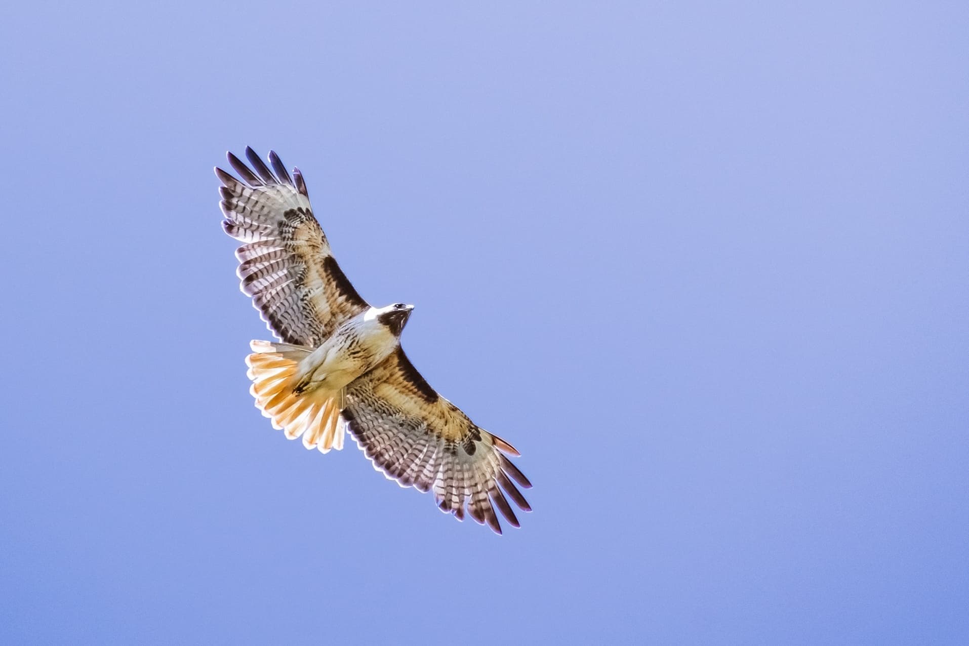 Portland Maine Birding Tour