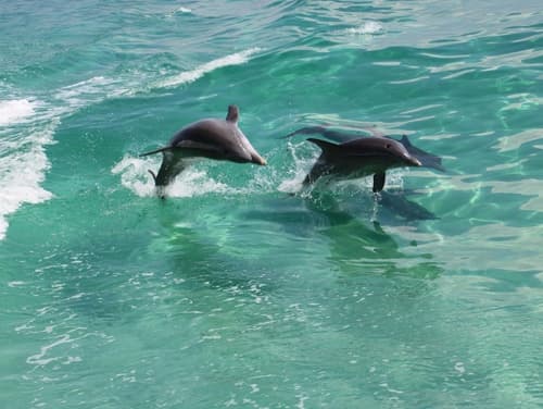Morning Dolphin Cruise