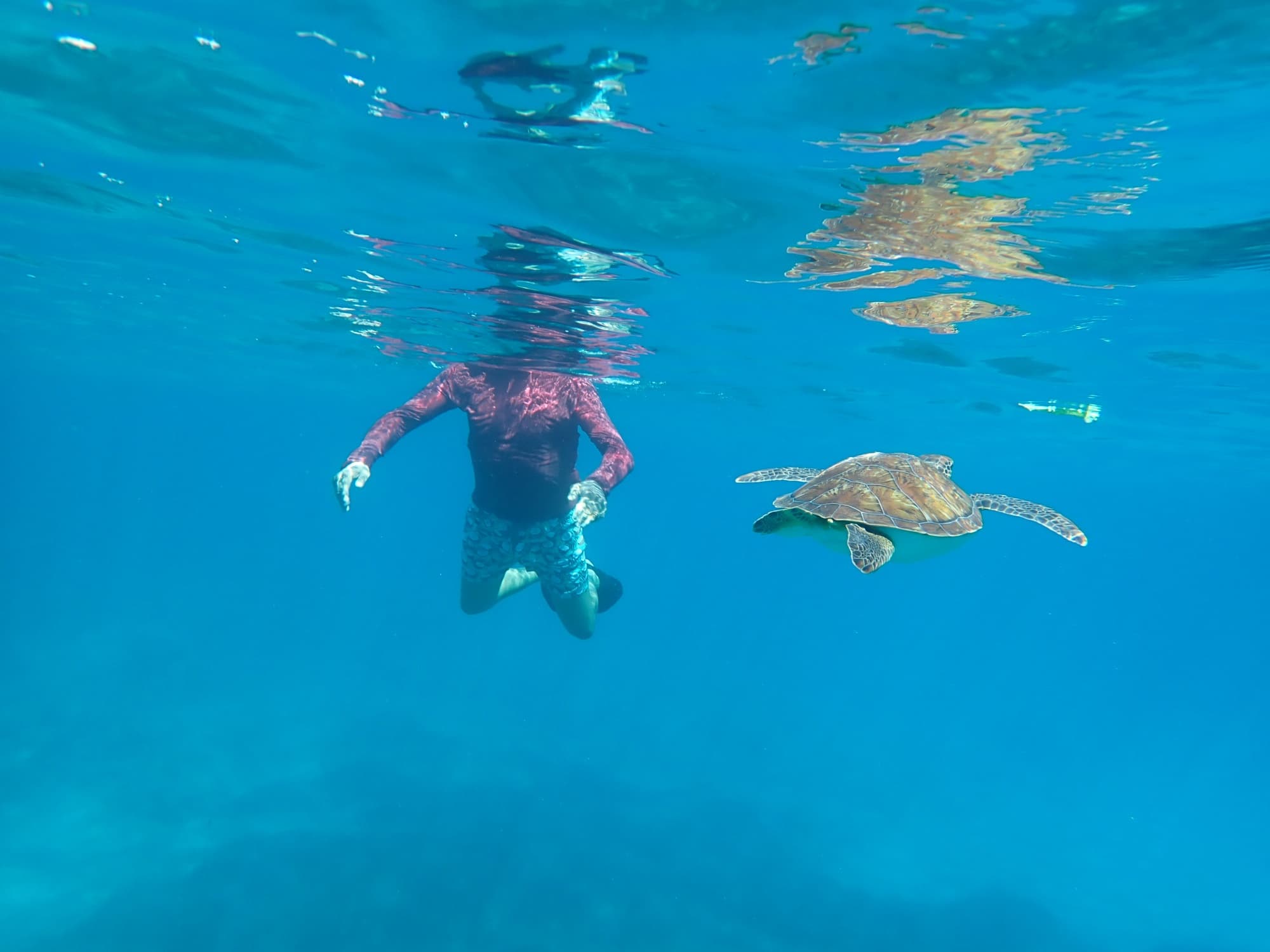 Guided snorkeling around Agia Napa Sea Caves and turtle spotting along east Cape Greko - 6 h trip from Larnaca