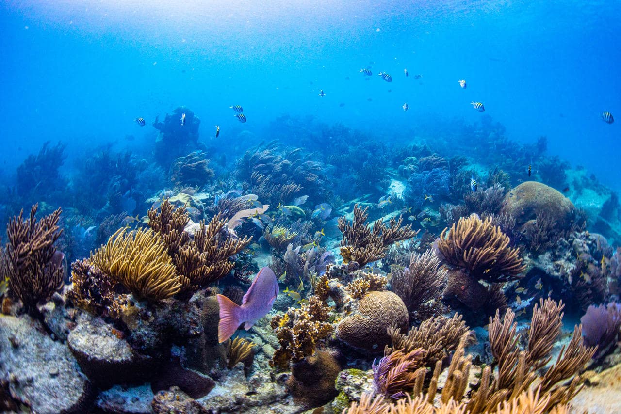 2 Tank Reef Dive - Public