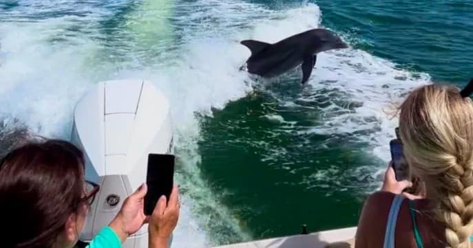 Private Dolphin & Shelling Adventure