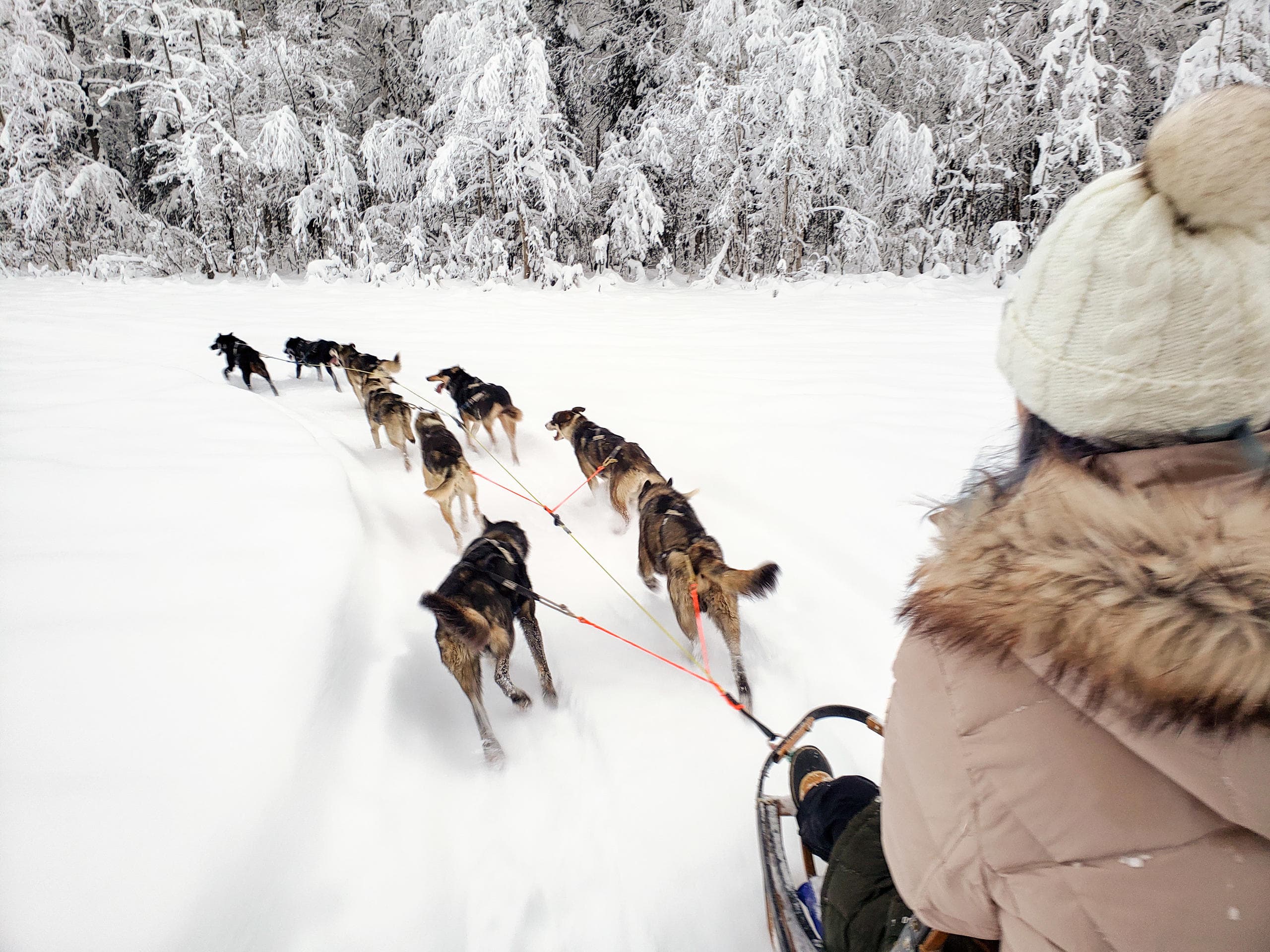 Dog Sled Adventure - Winter