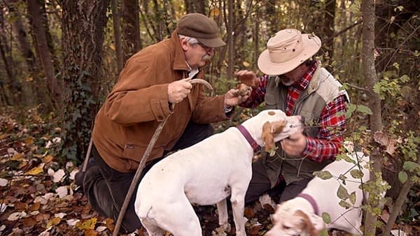 Truffle hunting with dogs, cooking class & Chianti wine tasting tour – Private shore excursion from Livorno (Tuscan countryside)