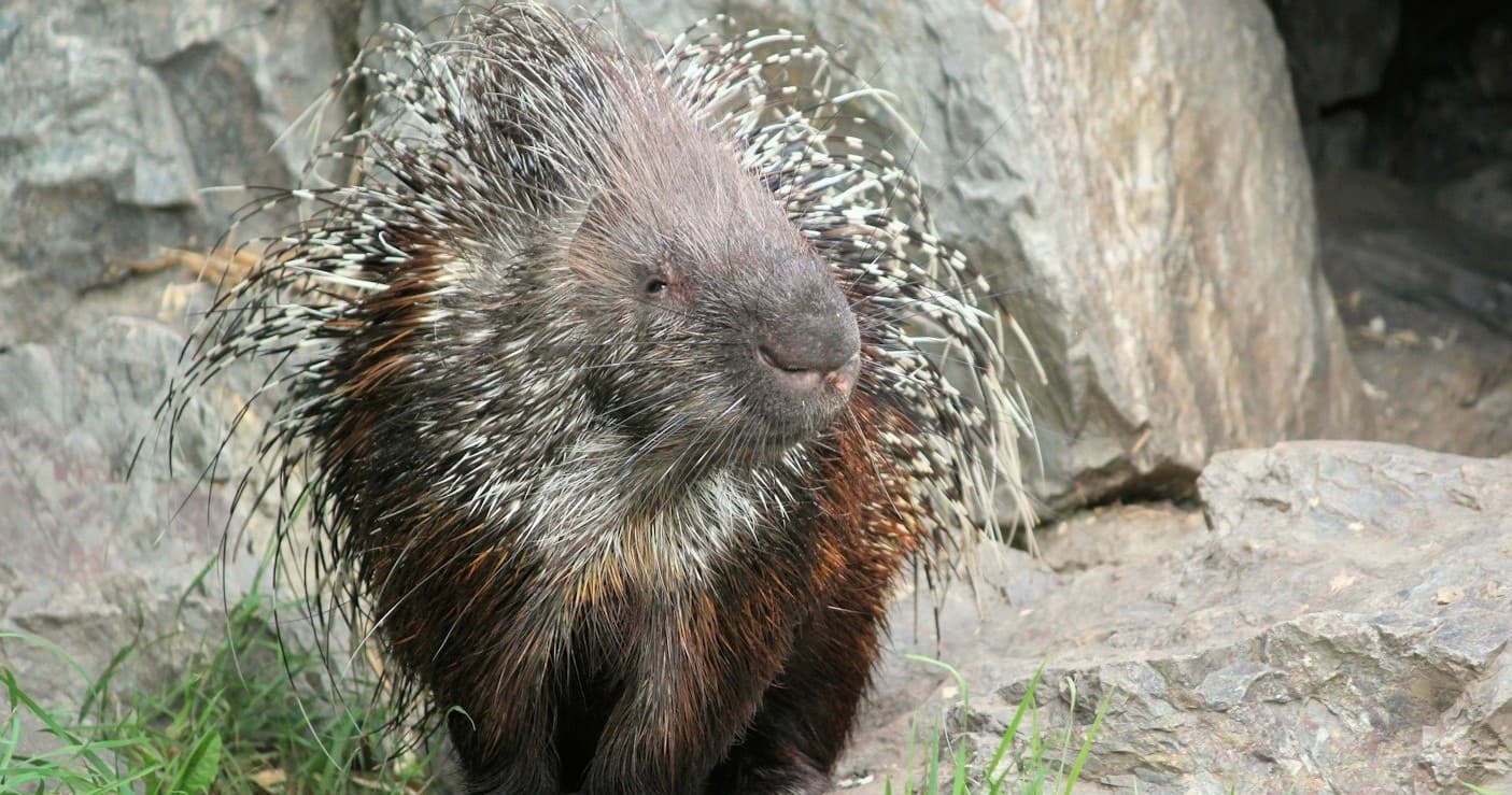Meerkat and Porcupine Experience