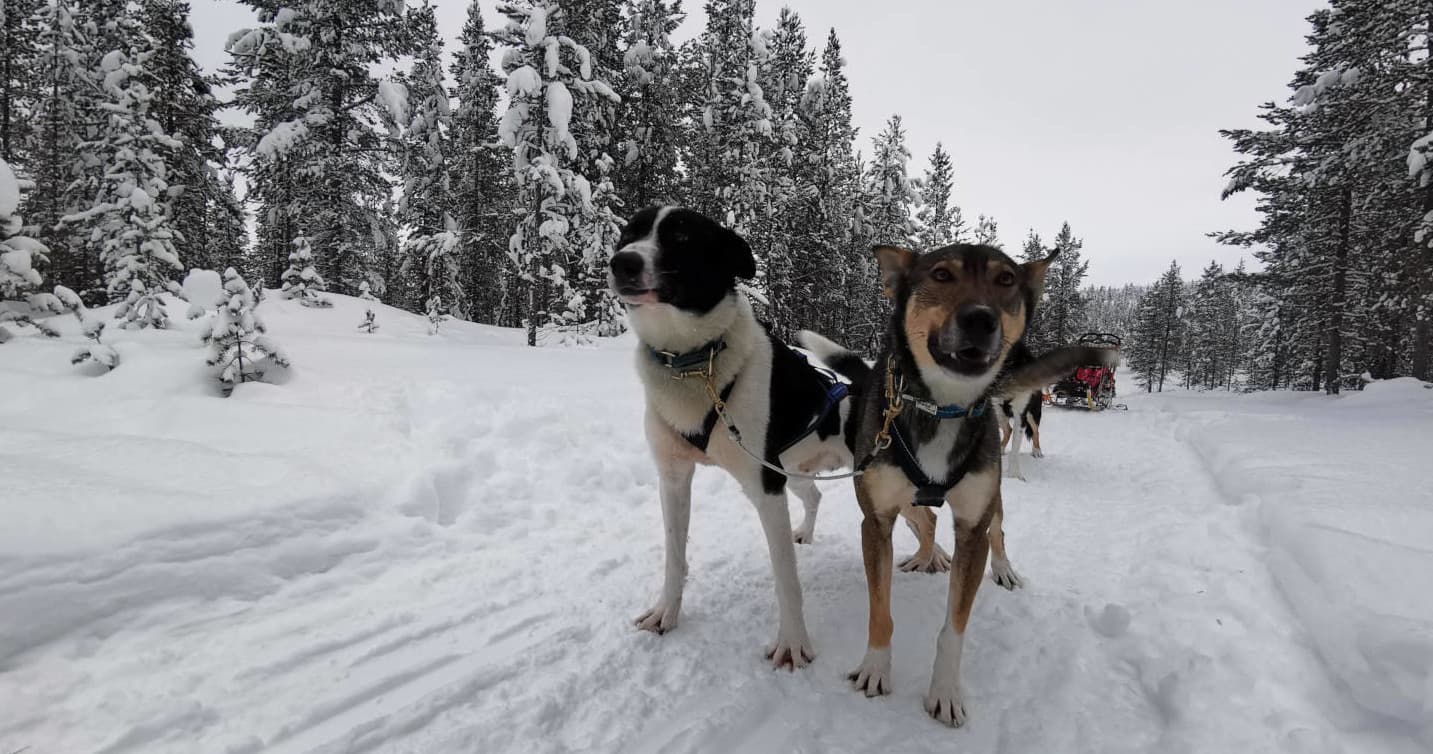 Family Husky Safari