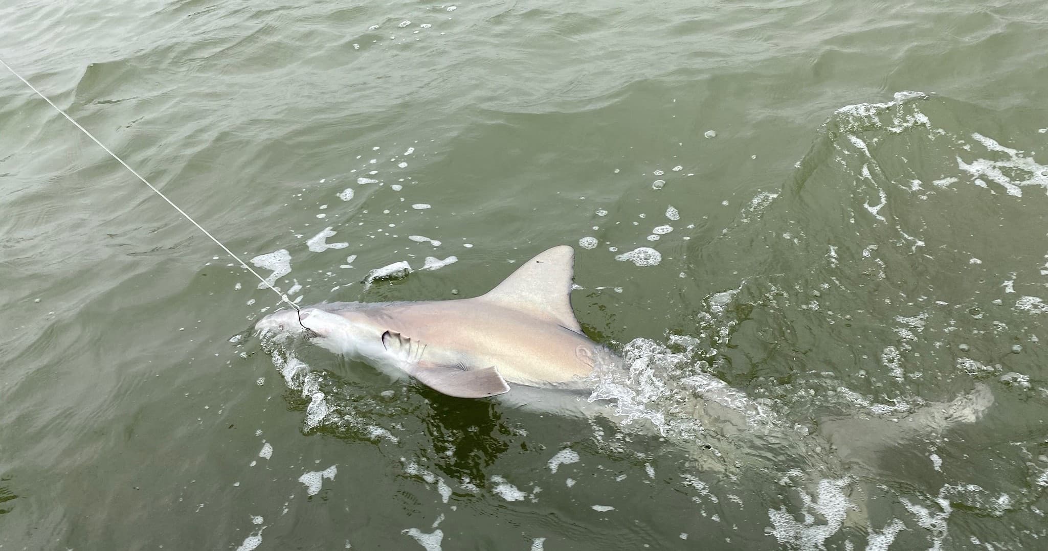Full-Day • Shark Fishing