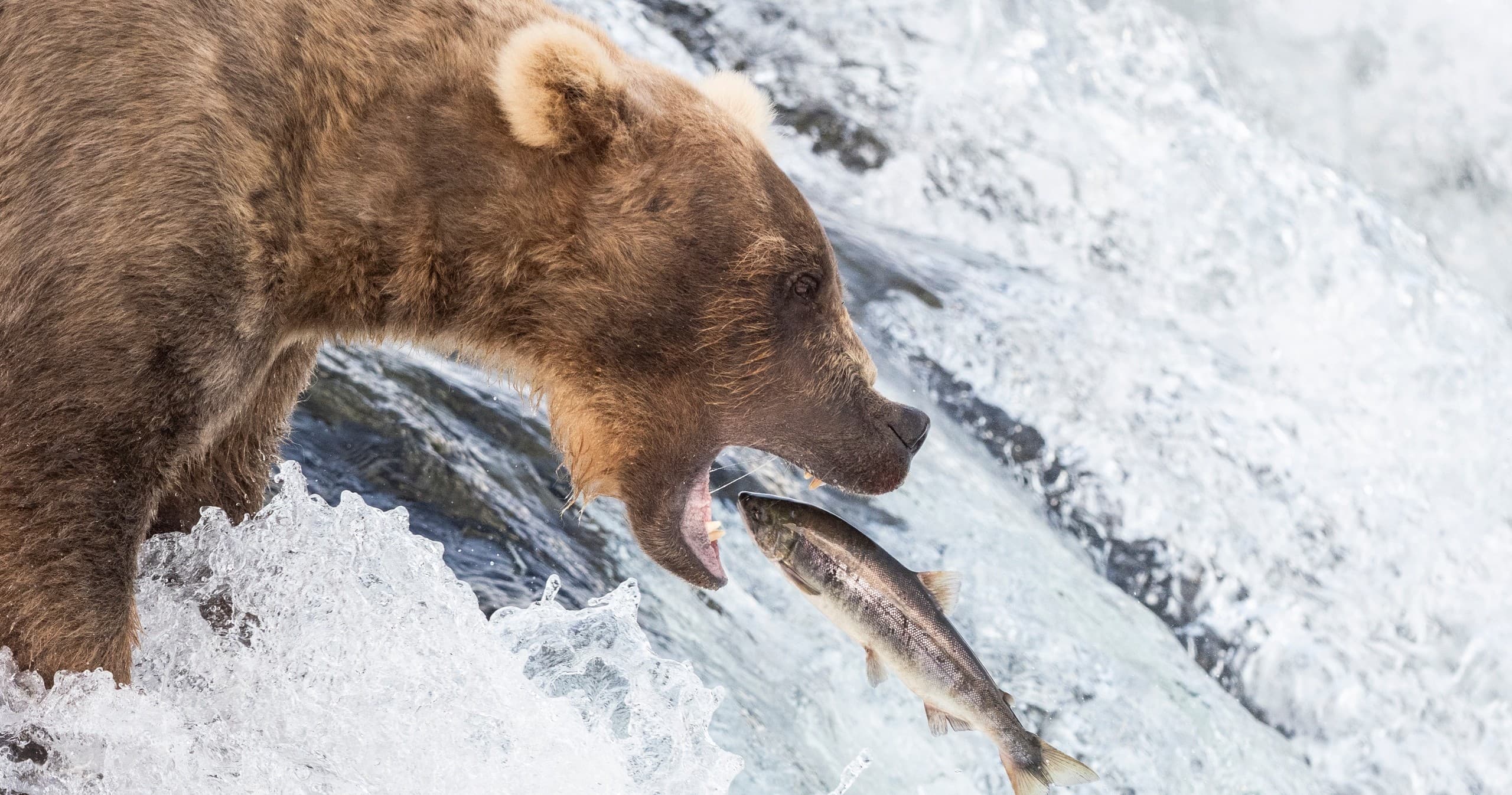 Brooks Falls Bear Viewing