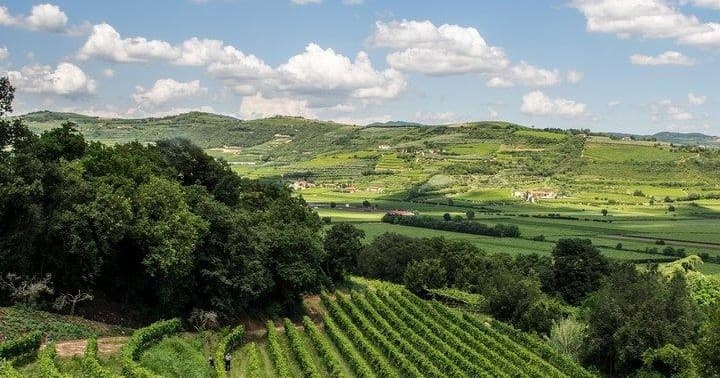 Amarone Tour. Visit Verona from Venice