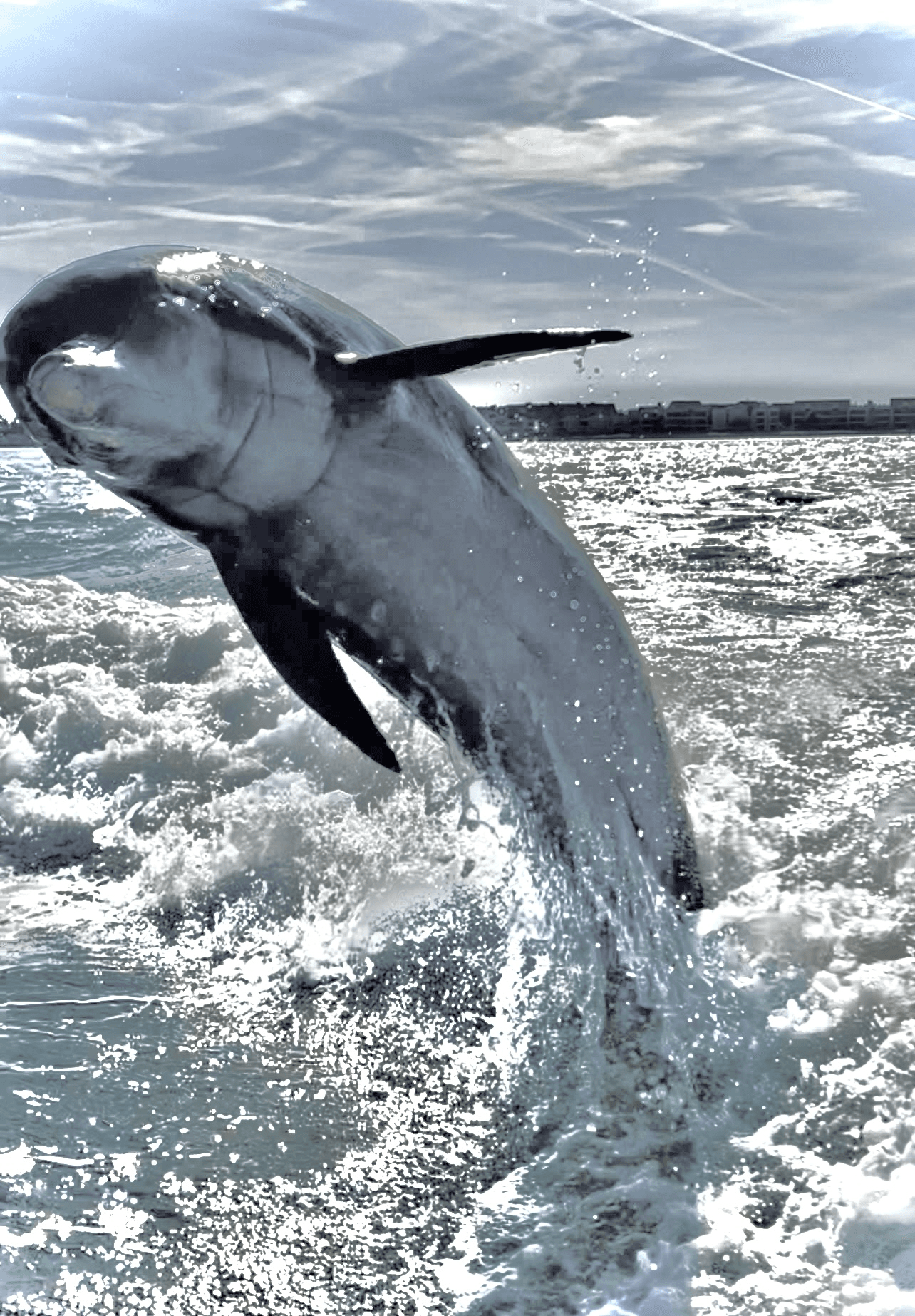 Private Sunrise, Dolphin and Island Cruise