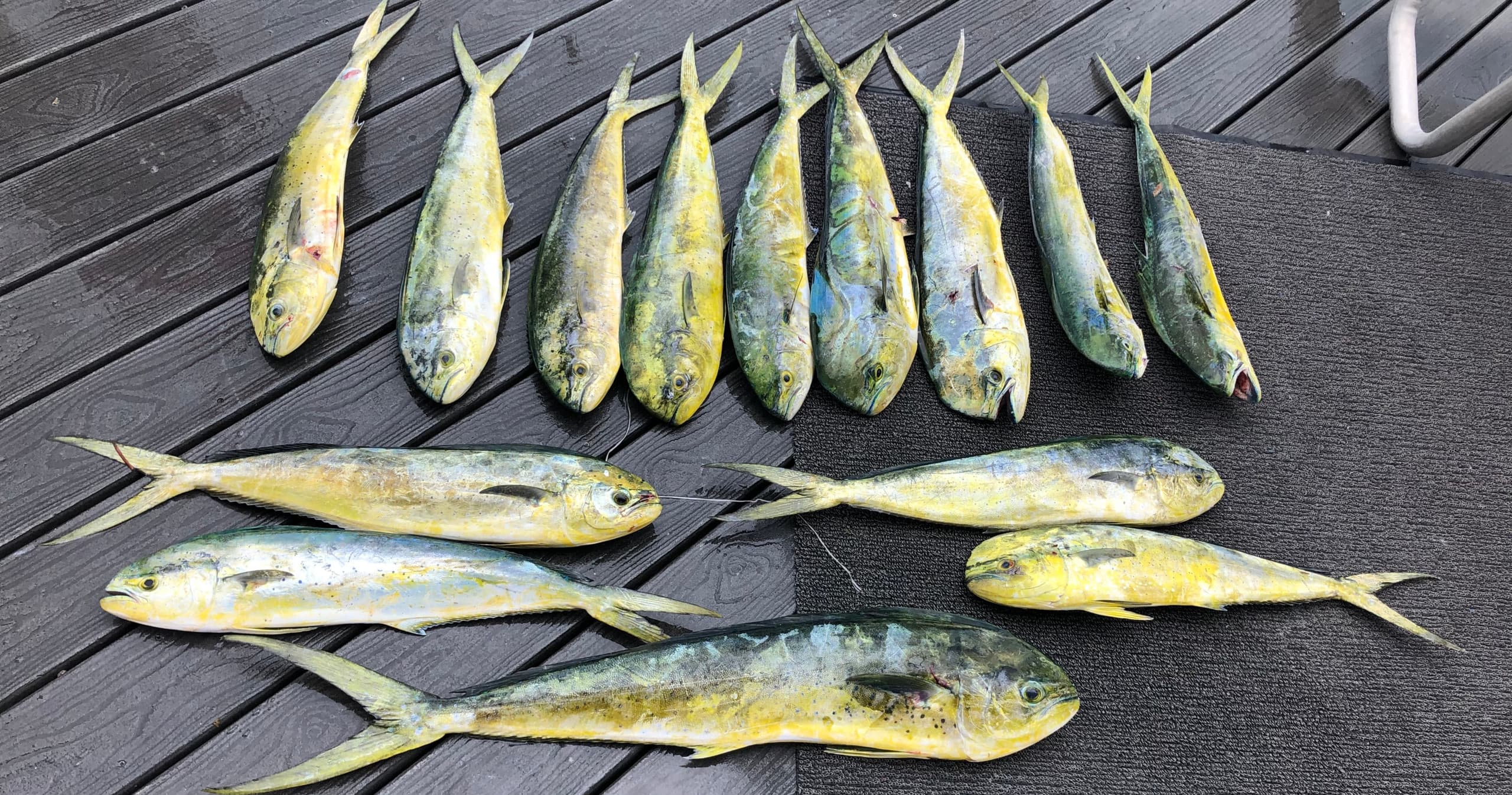 Full Day Fishing Trip
