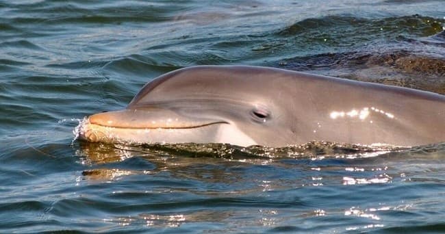 Morning Dolphin & Wildlife Cruise
