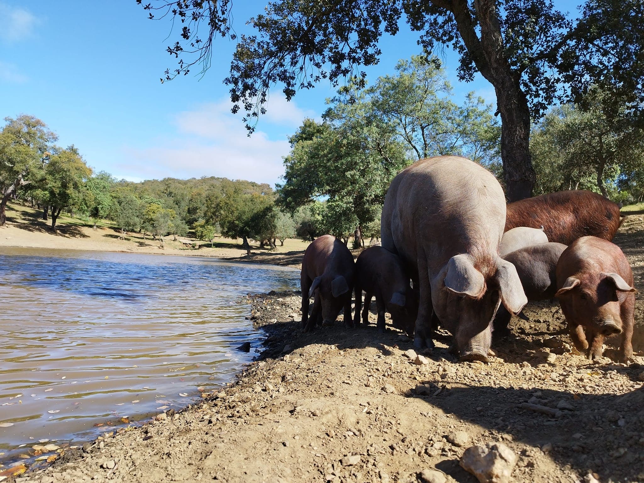 Iberian Pig Farm & Ham Tasting Tour