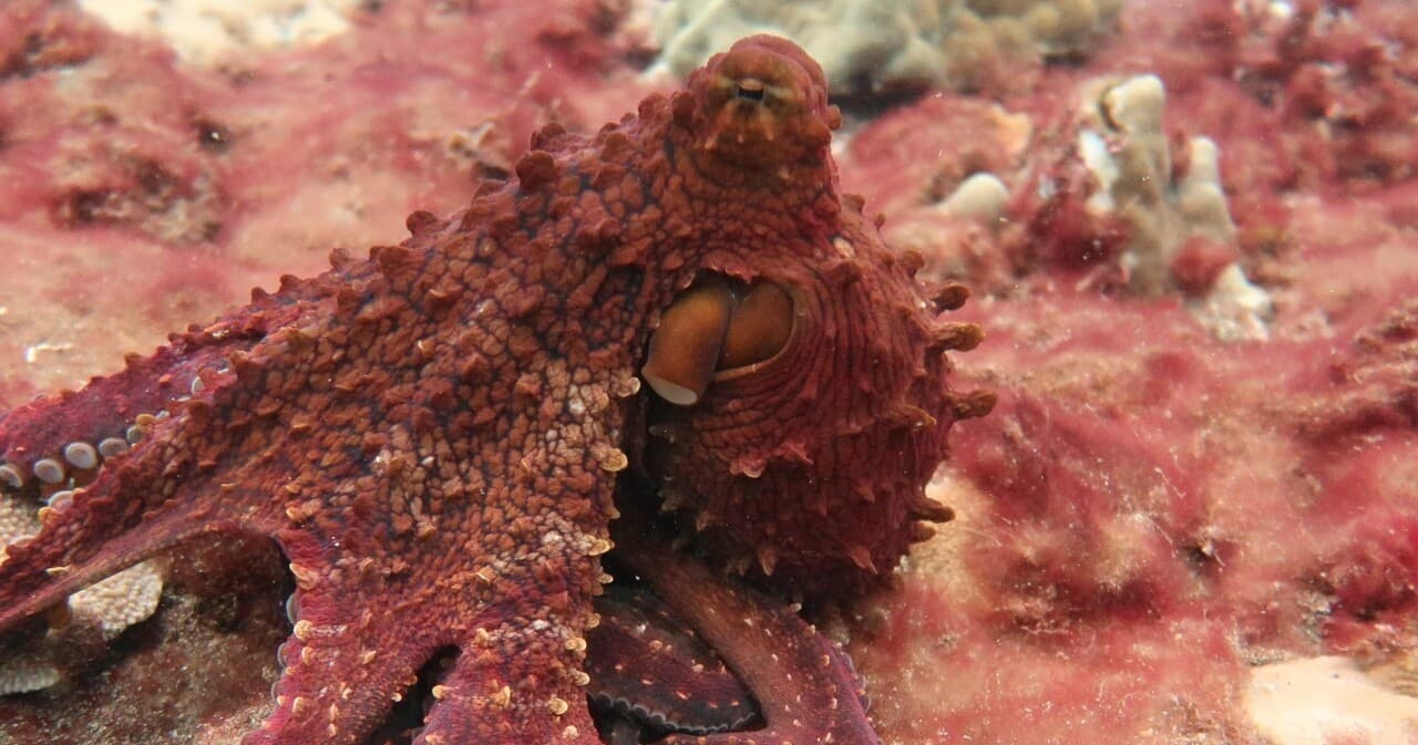 Koloa Landing Private Night Shore Dive • One Tank