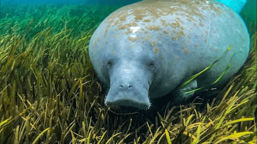 Silver Springs Manatee Season Tour (November - March)