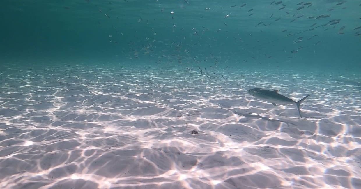 Snorkel Adventure