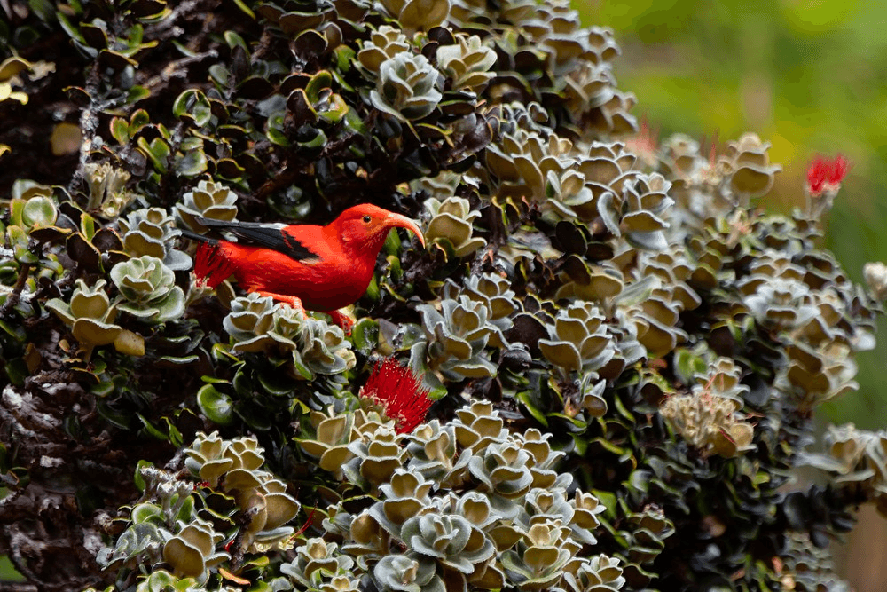 Maui Birding Group Tour