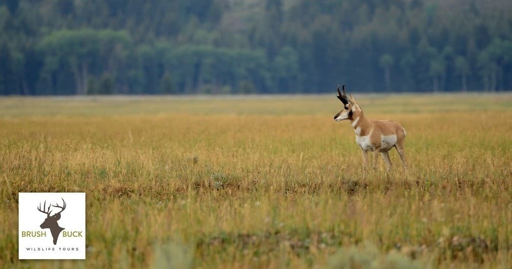 Grand Teton Private Tour: Dusk