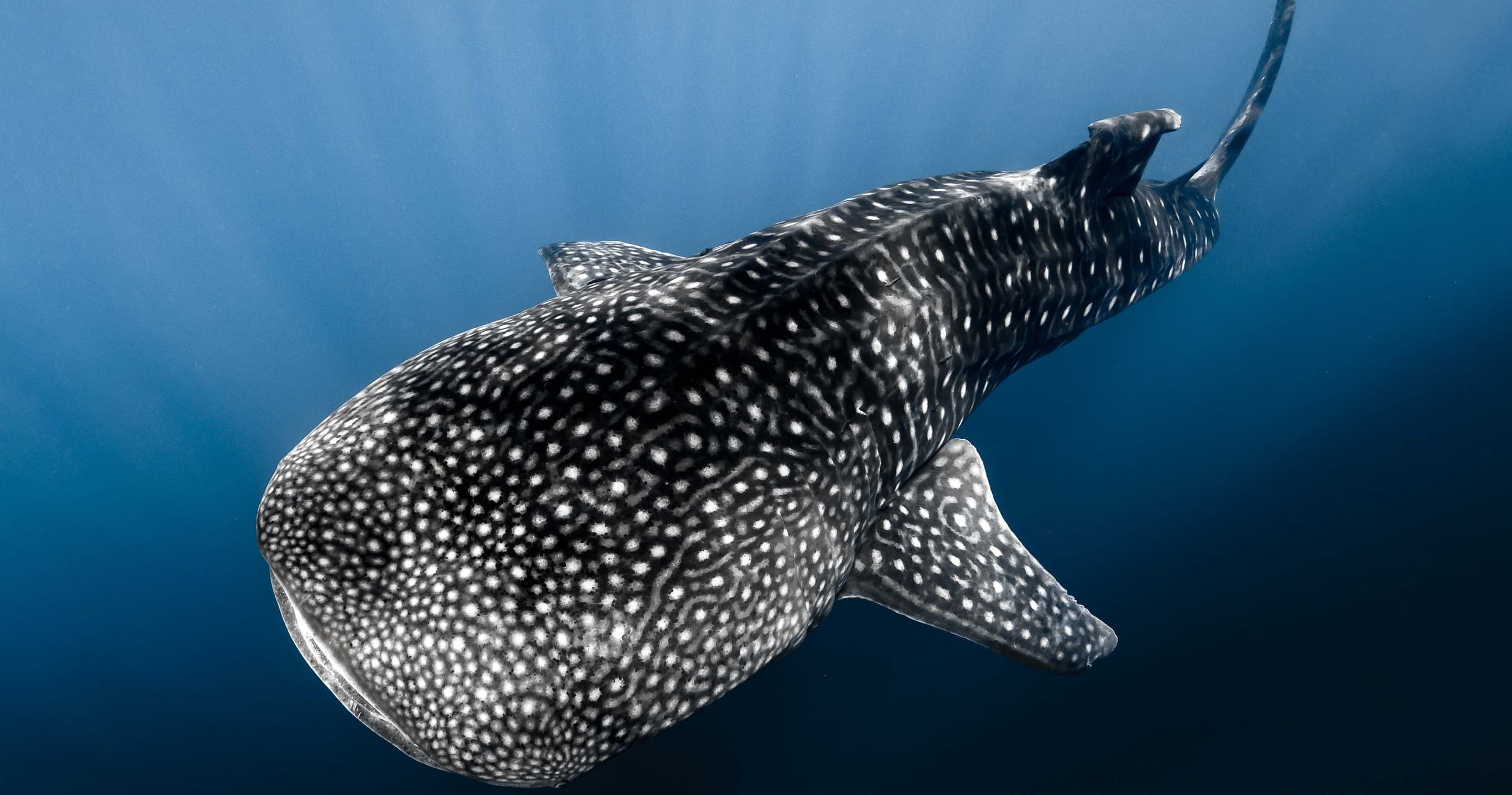 OFFSHORE SAFARI