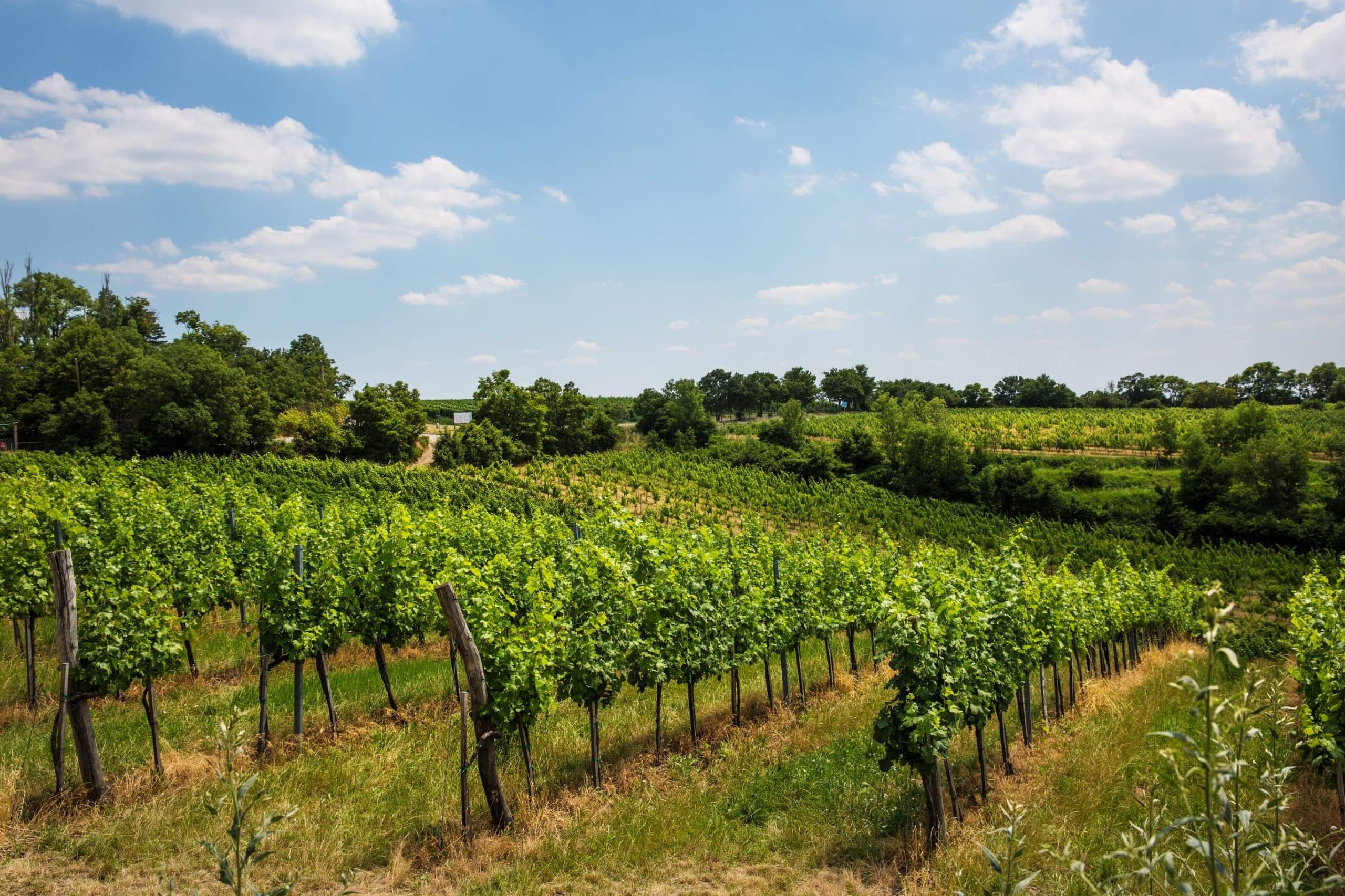 Private Wachau Valley Wine Tasting & Gourmet Tour