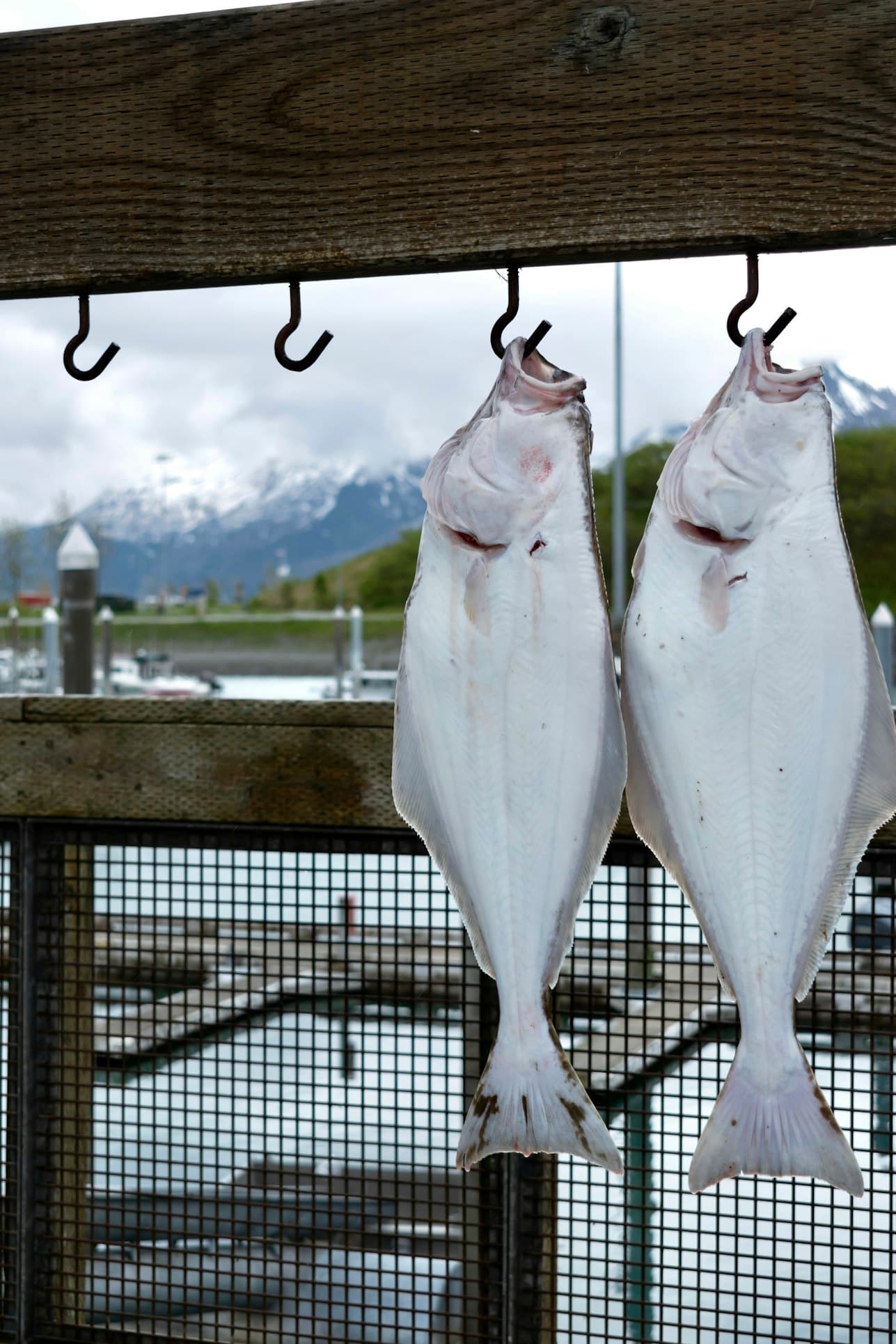 Halibut Only