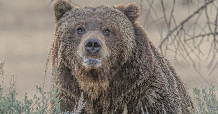 Private VIP Yellowstone Full-Day Wildlife Adventure Tour with Lunch
