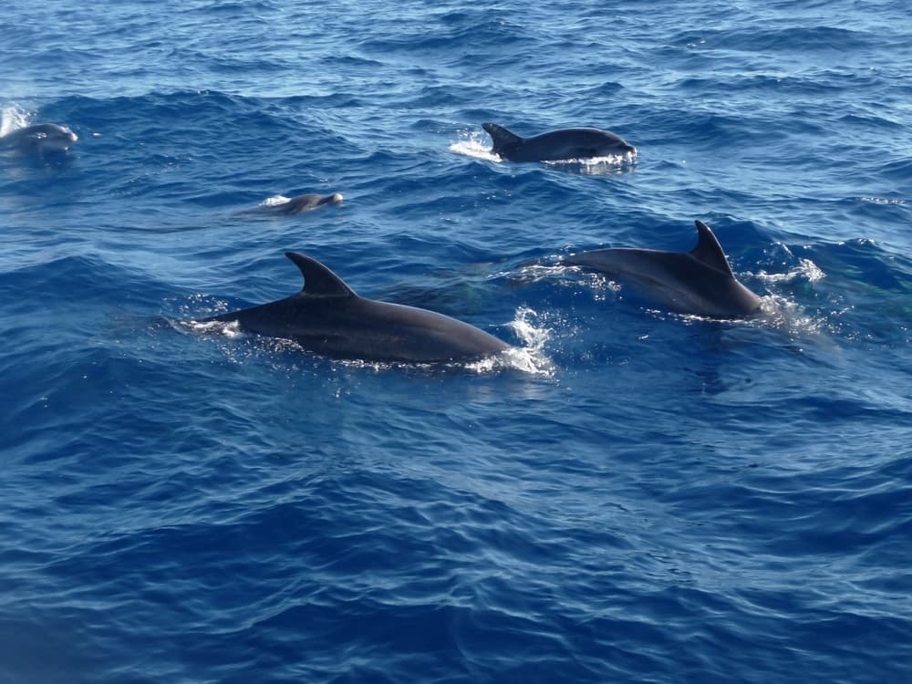 1/2 Day Dolphin Eco Tour