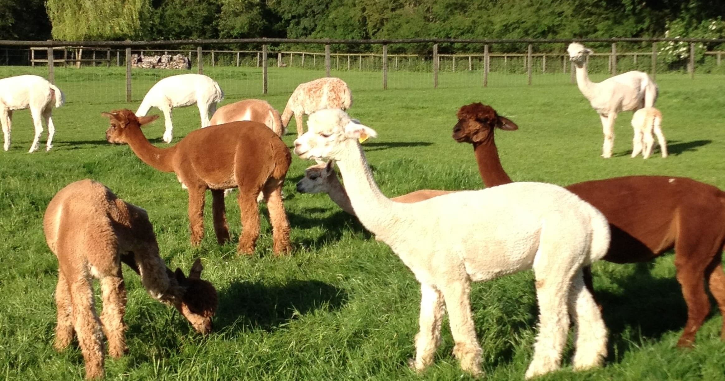 Alpaca Experience: Meet and Greet + Short Walk