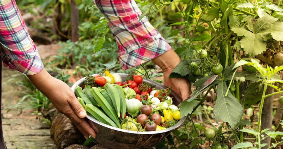 Organic Farm Experience