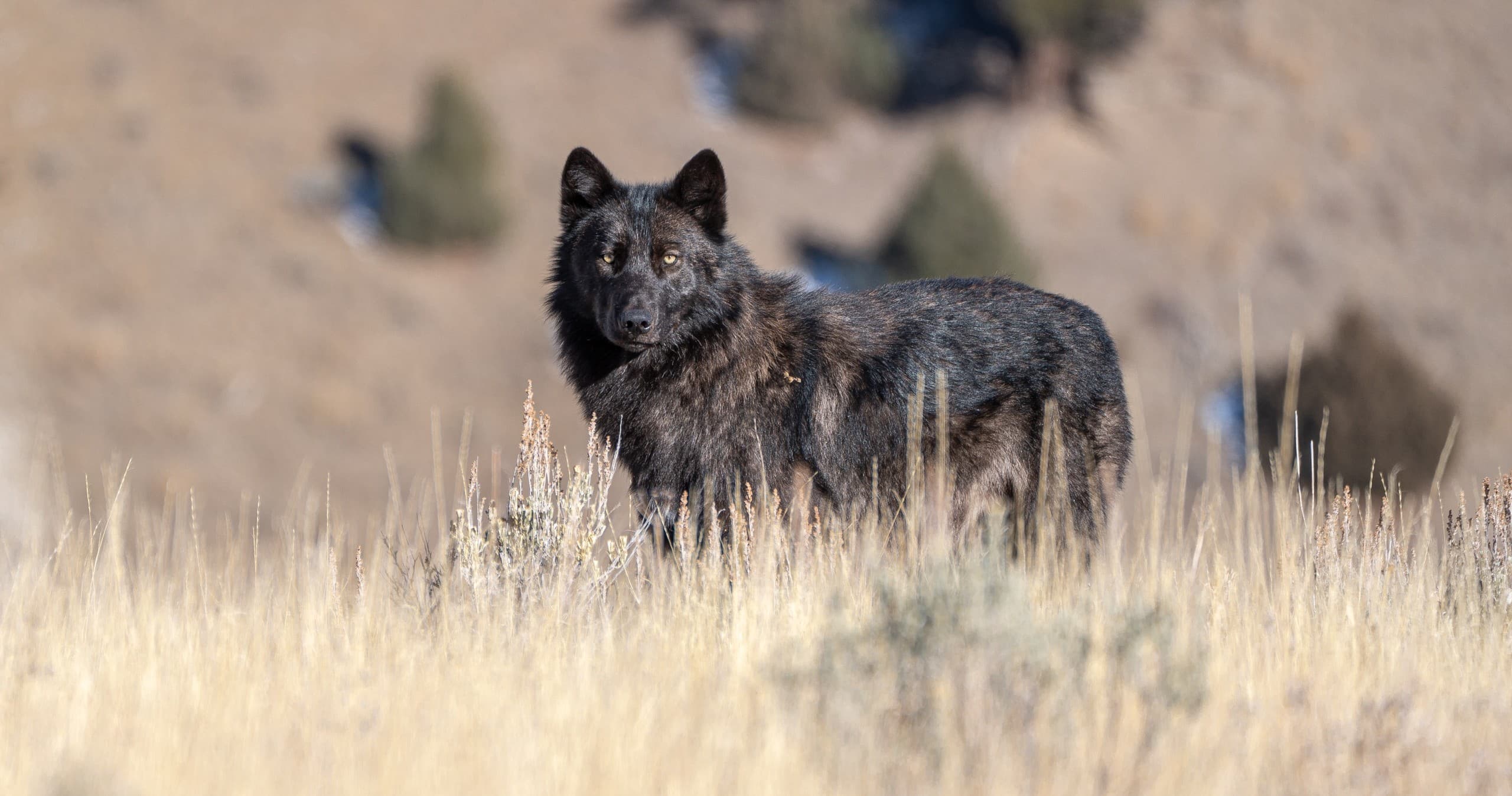 Yellowstone Wildlife Safari - Private Tour