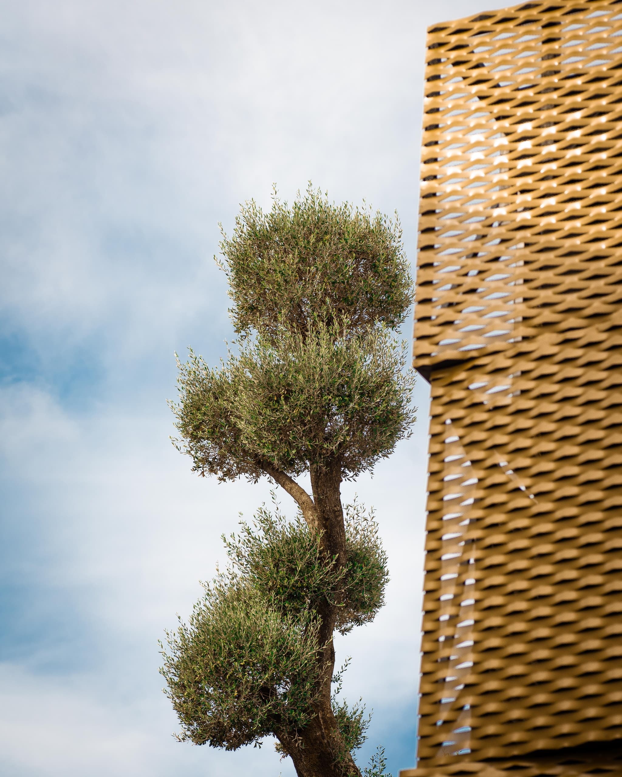 Extra Virgin Olive Oil tour and tasting